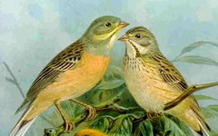Градинска овесарка (Emberiza hortulana)